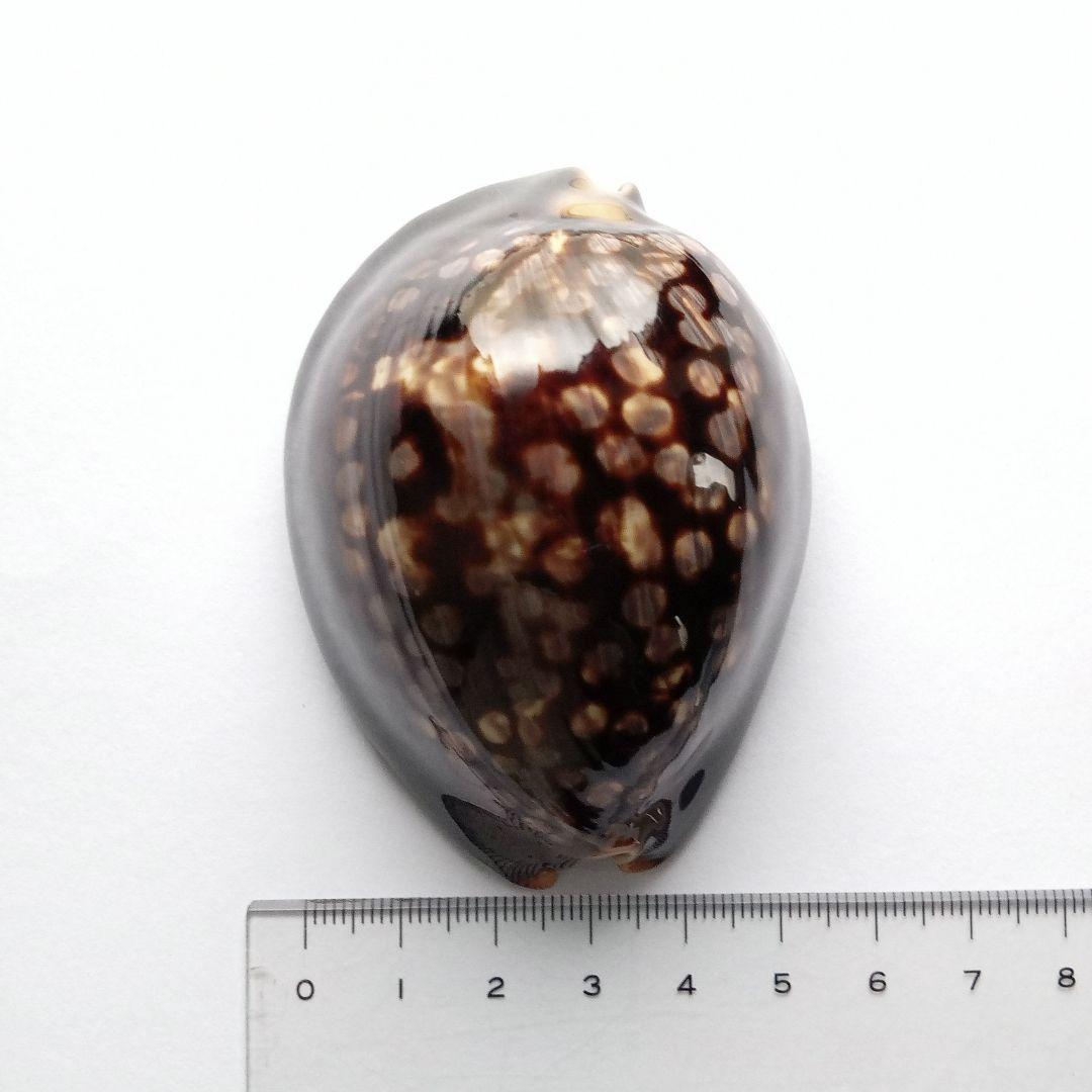 ハチジョウダカラD.　天然素材　貝殻　タカラガイ