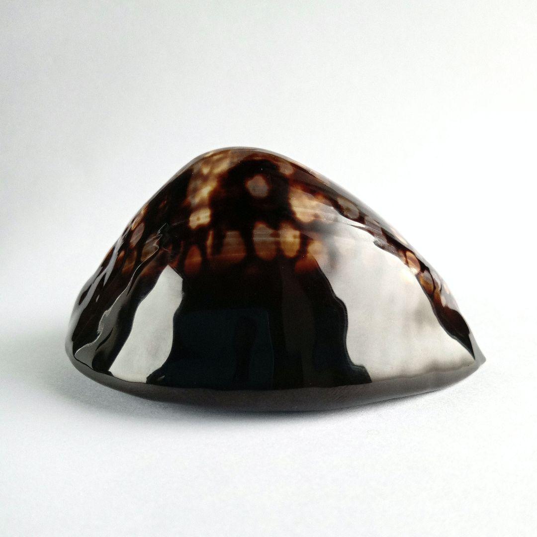 ハチジョウダカラD.　天然素材　貝殻　タカラガイ