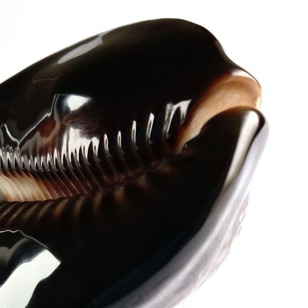 ハチジョウダカラD.　天然素材　貝殻　タカラガイ