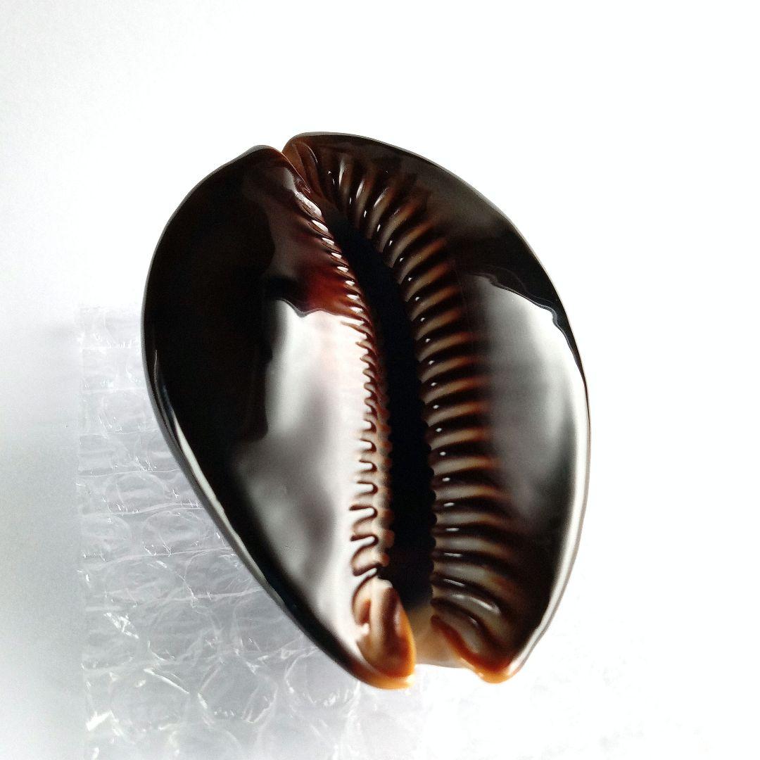 ハチジョウダカラD.　天然素材　貝殻　タカラガイ