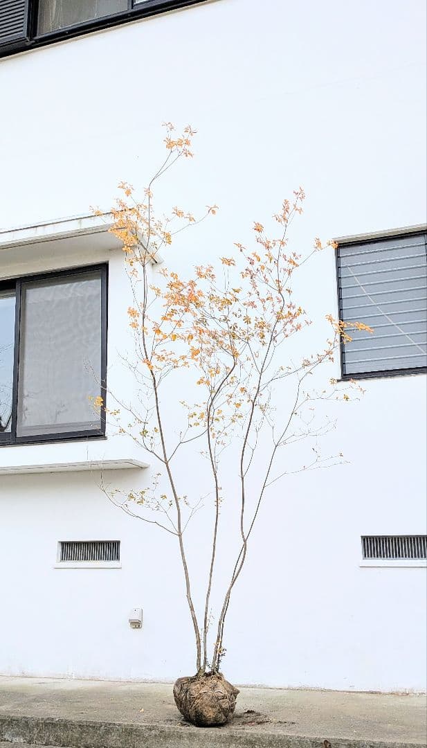 圧巻！山採りドウダンツツジ。