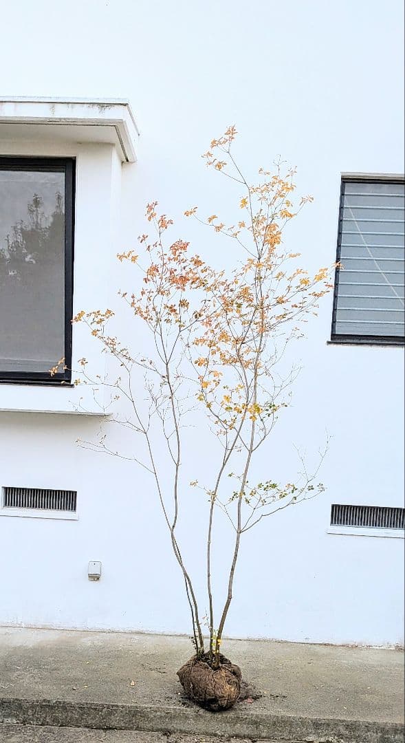 圧巻！山採りドウダンツツジ。