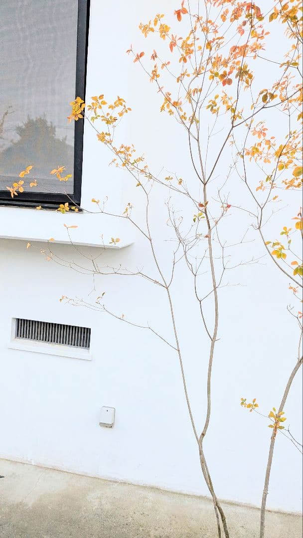 圧巻！山採りドウダンツツジ。