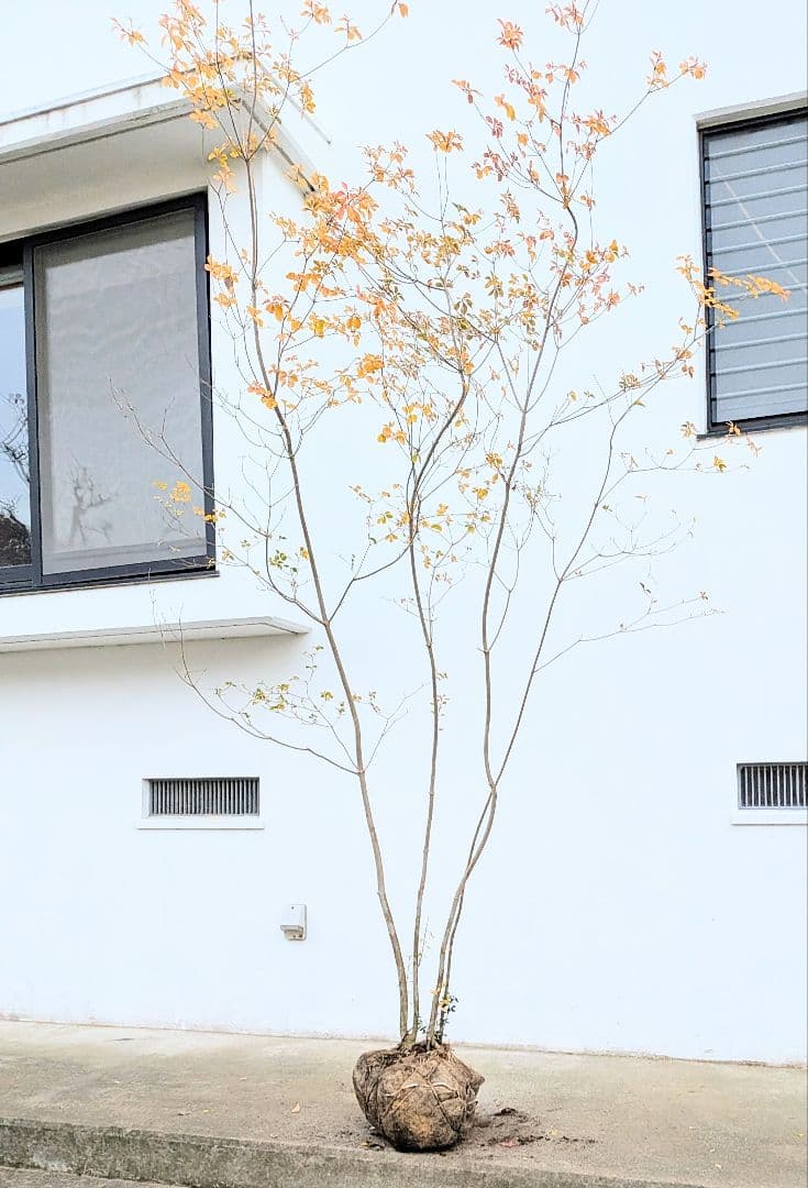 圧巻！山採りドウダンツツジ。