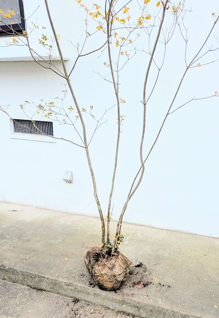 圧巻！山採りドウダンツツジ。