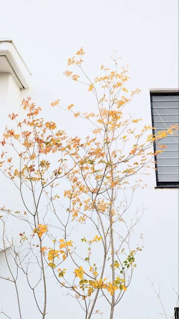 圧巻！山採りドウダンツツジ。