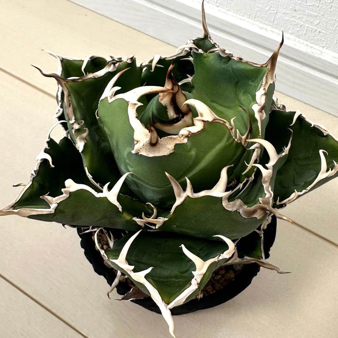 アガベ 白鯨 親株 D.I.P鉢、子株付