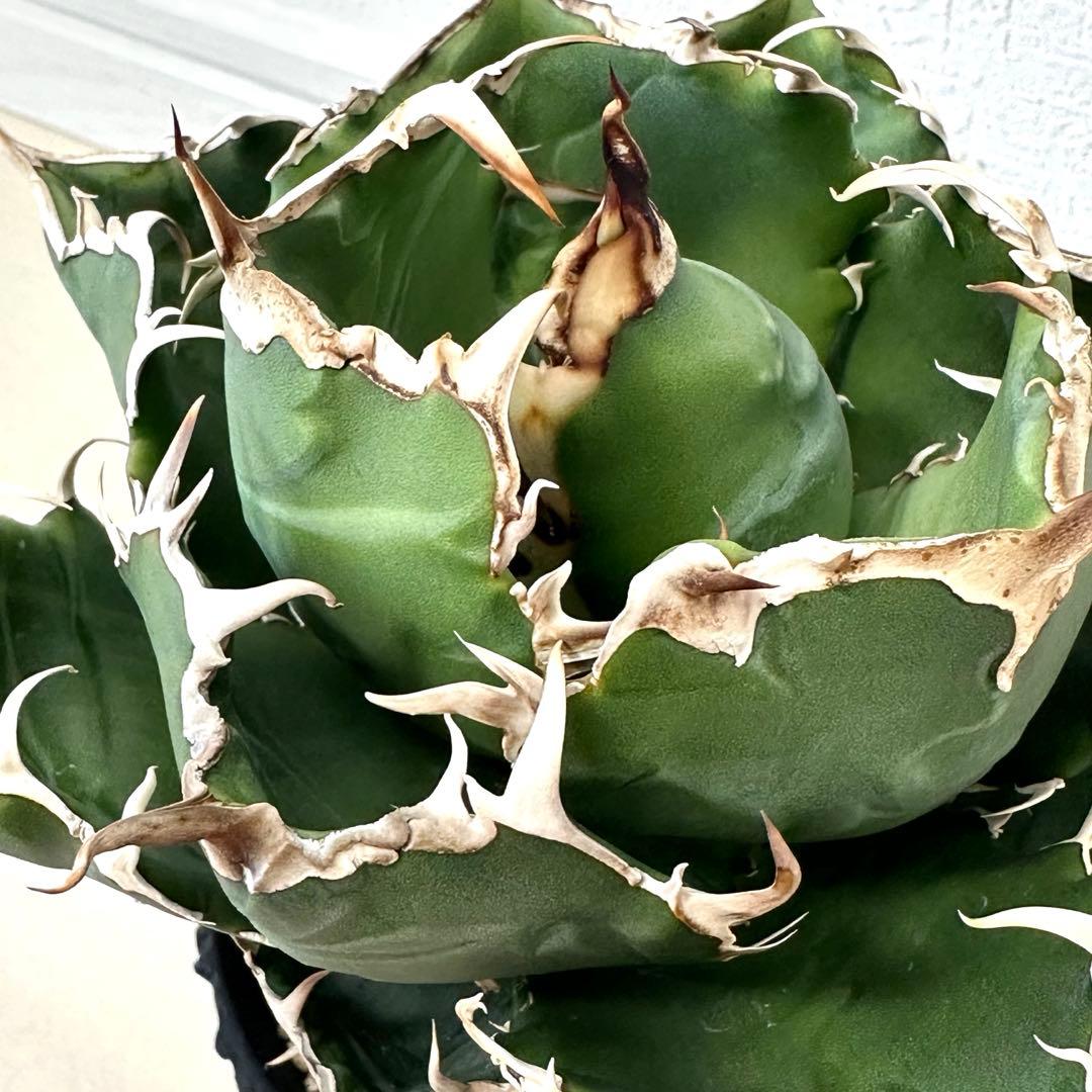 アガベ 白鯨 親株 D.I.P鉢、子株付