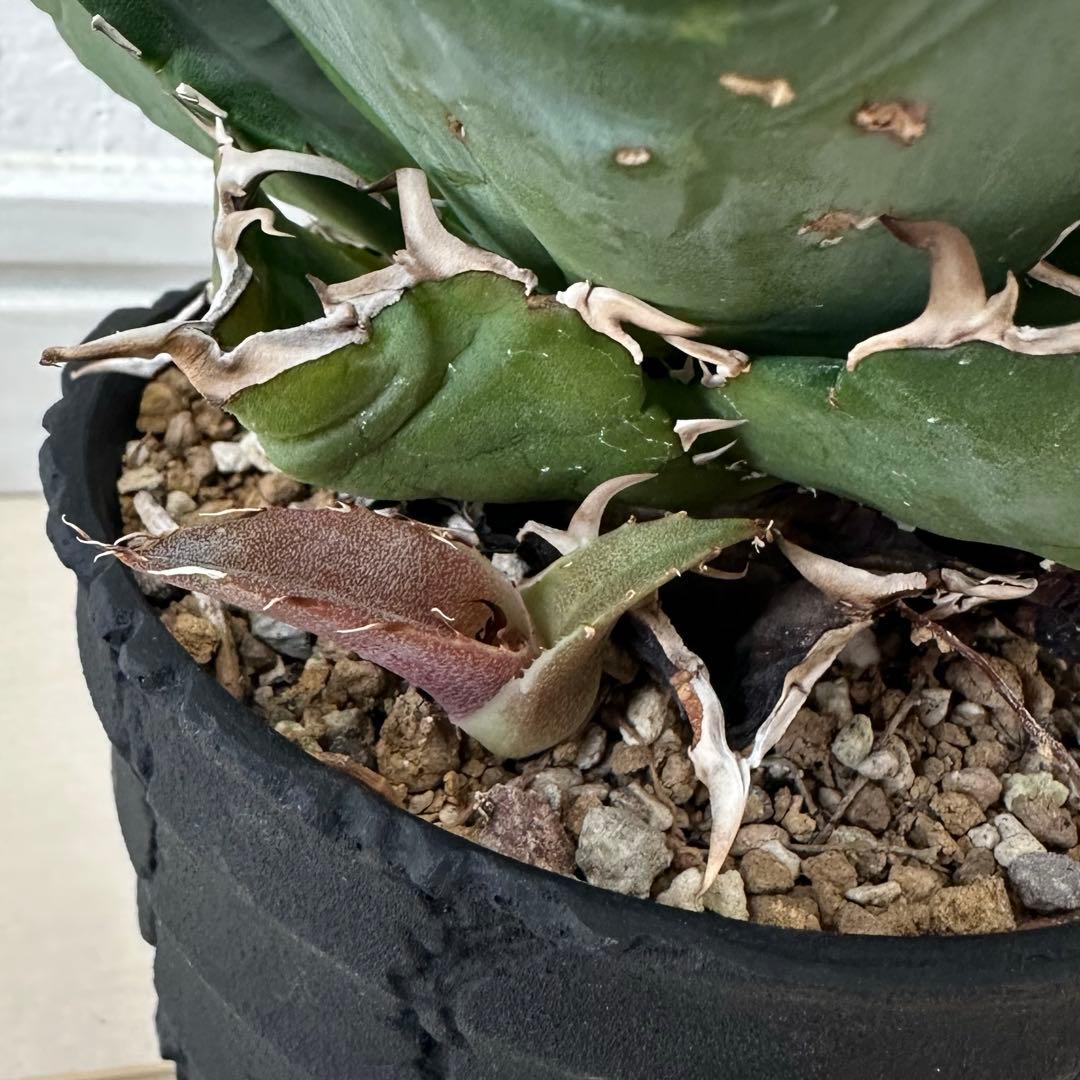 アガベ 白鯨 親株 D.I.P鉢、子株付