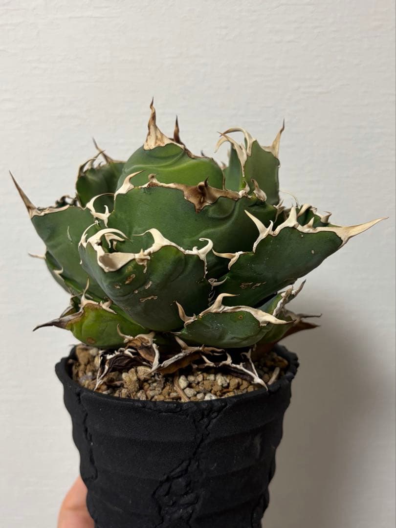 アガベ 白鯨 親株 D.I.P鉢、子株付