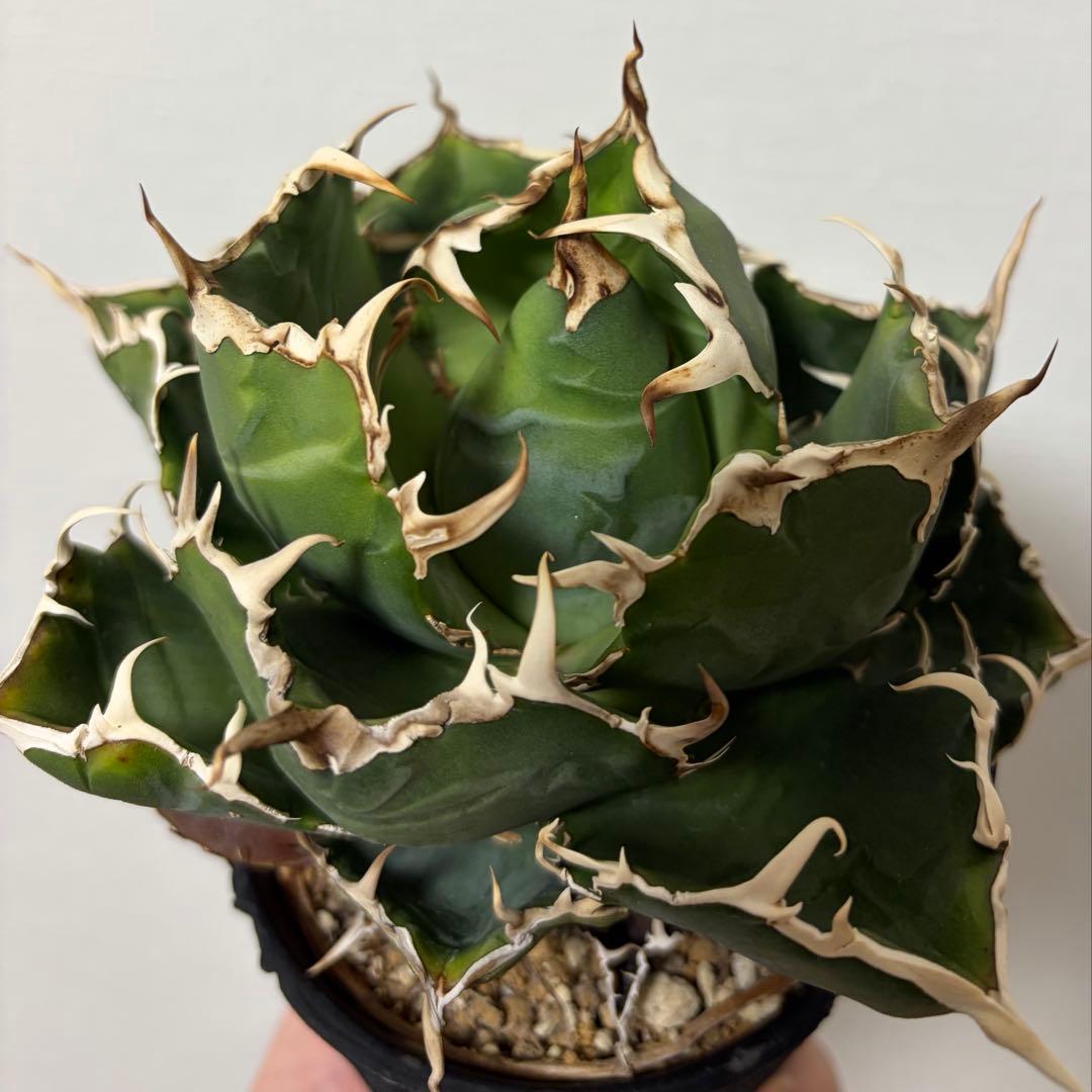 アガベ 白鯨 親株 D.I.P鉢、子株付