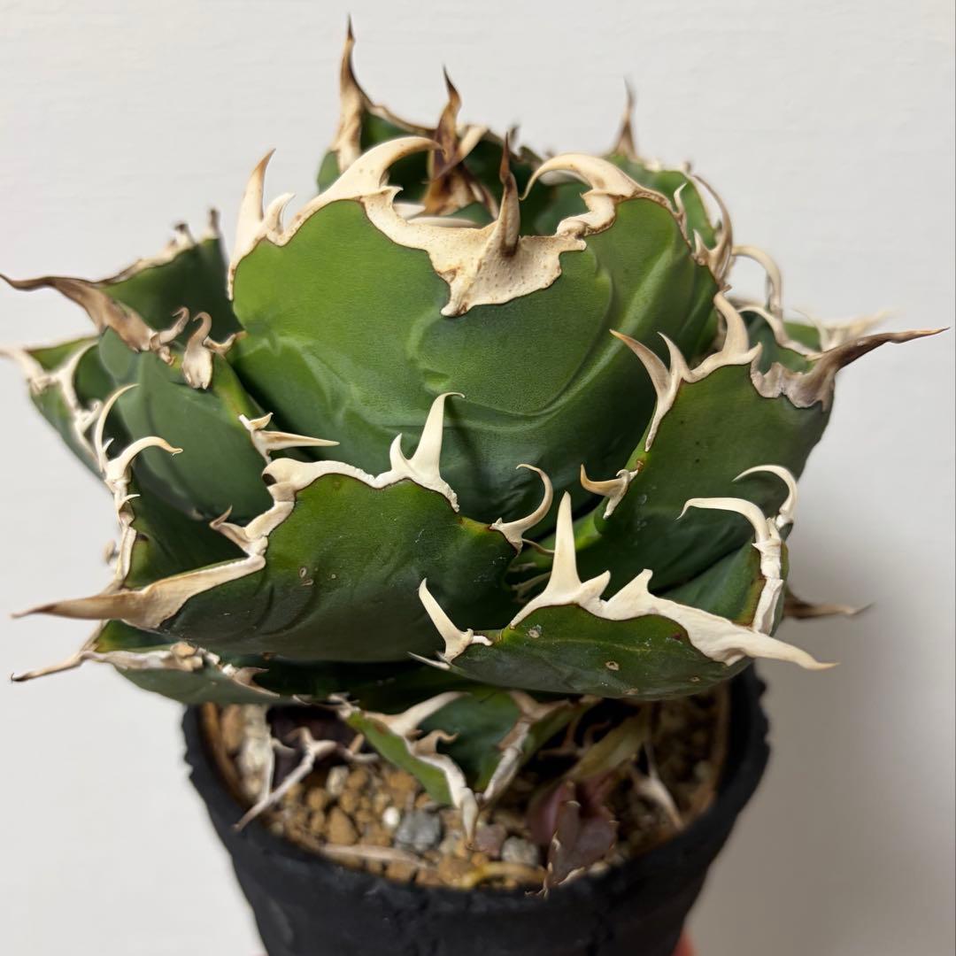 アガベ 白鯨 親株 D.I.P鉢、子株付