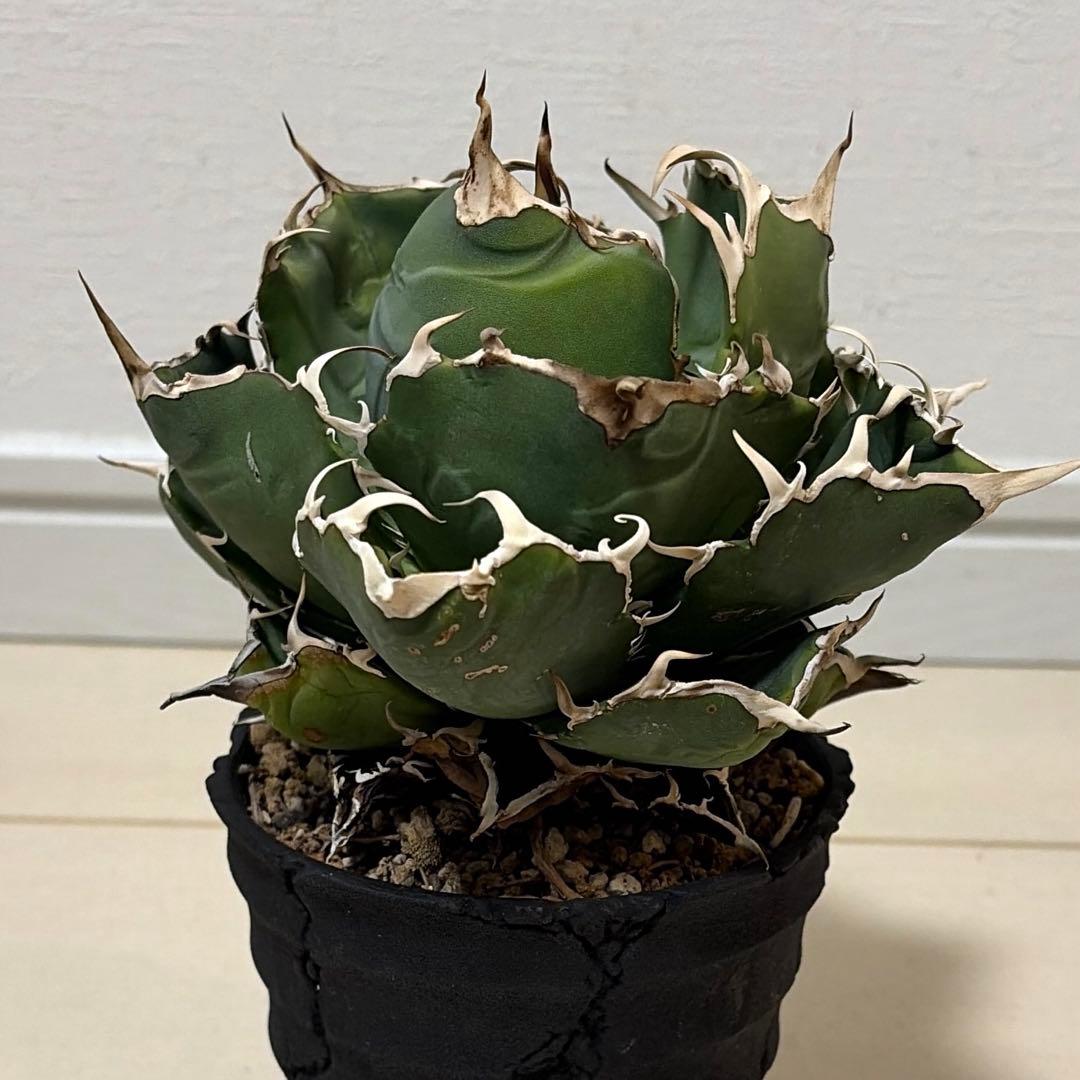 アガベ 白鯨 親株 D.I.P鉢、子株付