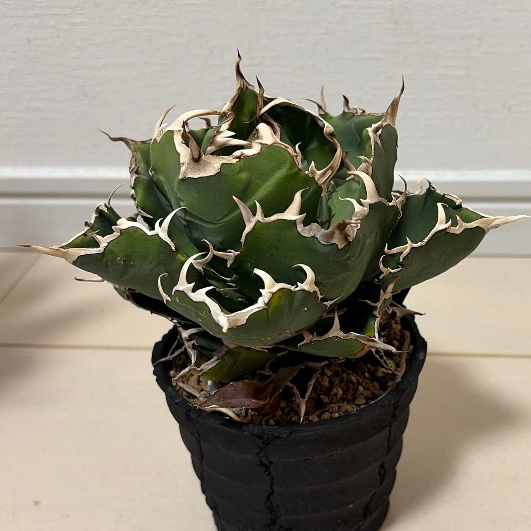 アガベ 白鯨 親株 D.I.P鉢、子株付