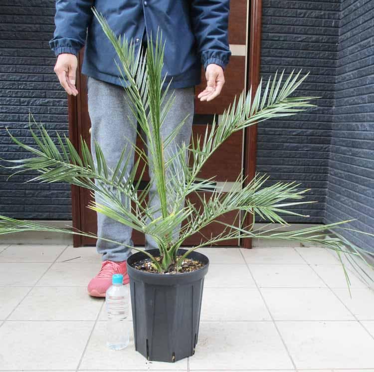 【現品】カナリーヤシ　カナリヤシ　椰子の木　ヤシの木　8号　FM番