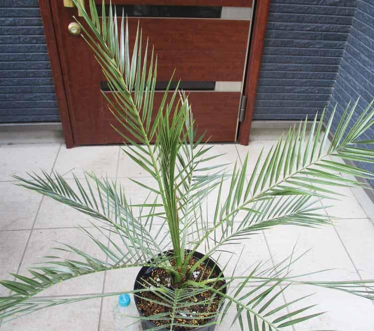 【現品】カナリーヤシ　カナリヤシ　椰子の木　ヤシの木　8号　FM番