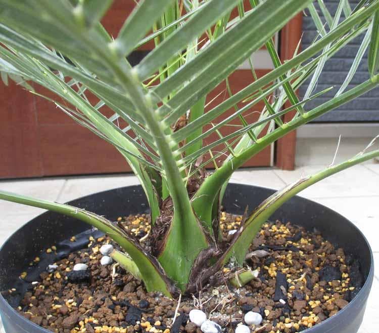 【現品】カナリーヤシ　カナリヤシ　椰子の木　ヤシの木　8号　FM番