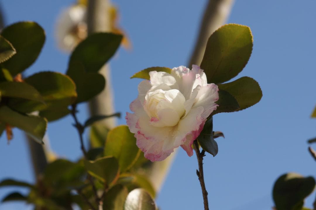 SONY α700 SIGMA 28-70mm レンズセット Aマウント