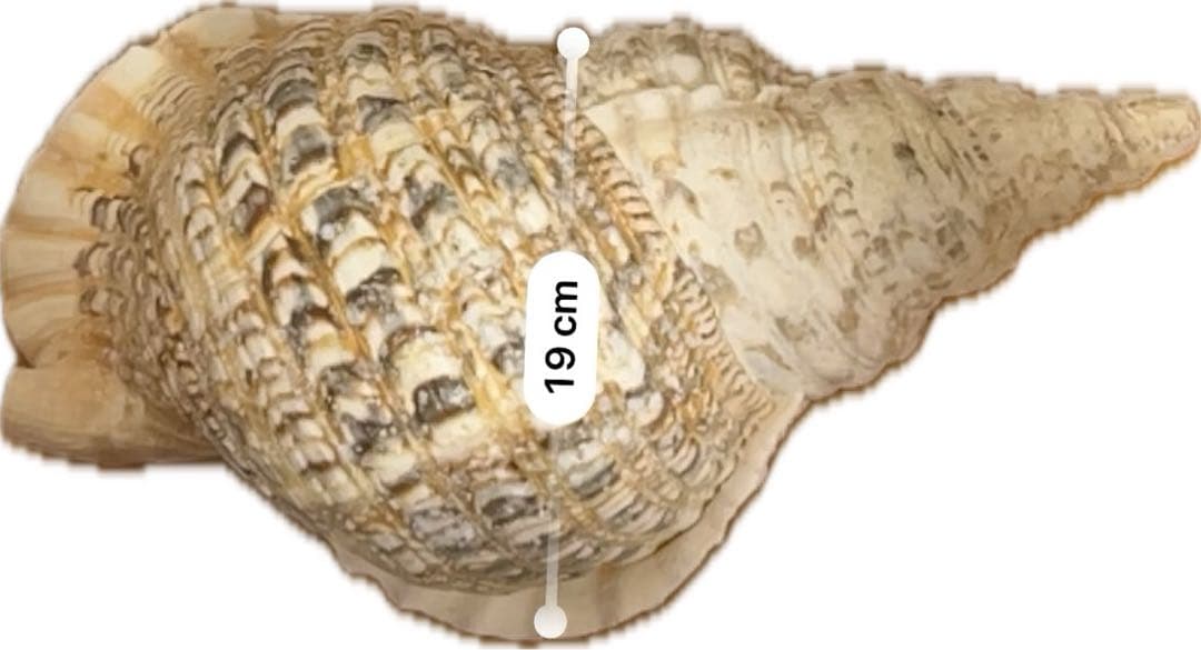 特大 ホラガイ 38cm 1.3kg超 貝殻 標本インテリア コレクション 置物