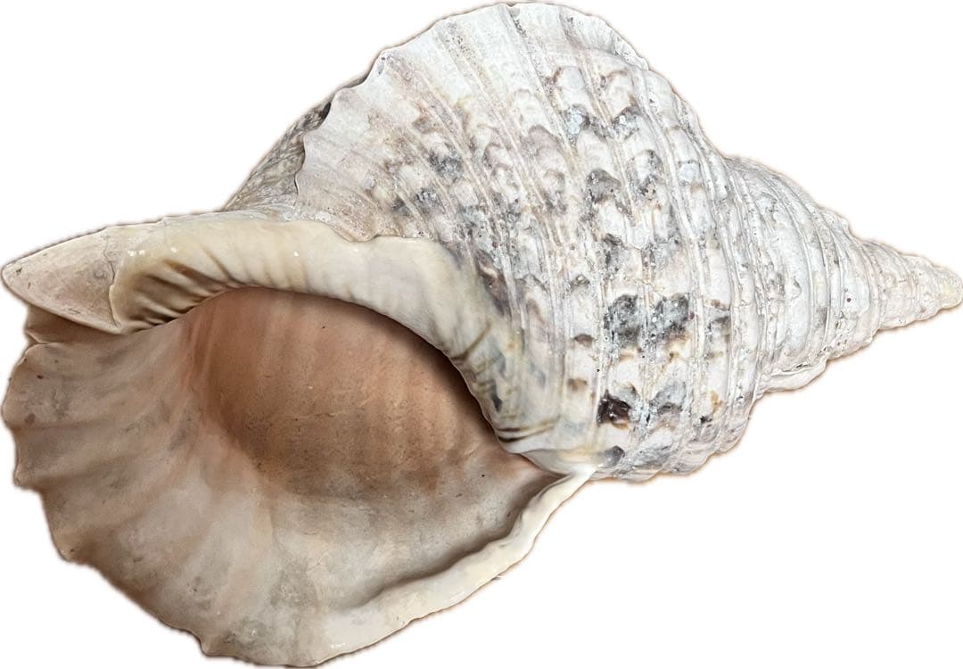 特大 ホラガイ 38cm 1.3kg超 貝殻 標本インテリア コレクション 置物