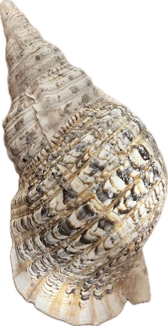特大 ホラガイ 38cm 1.3kg超 貝殻 標本インテリア コレクション 置物
