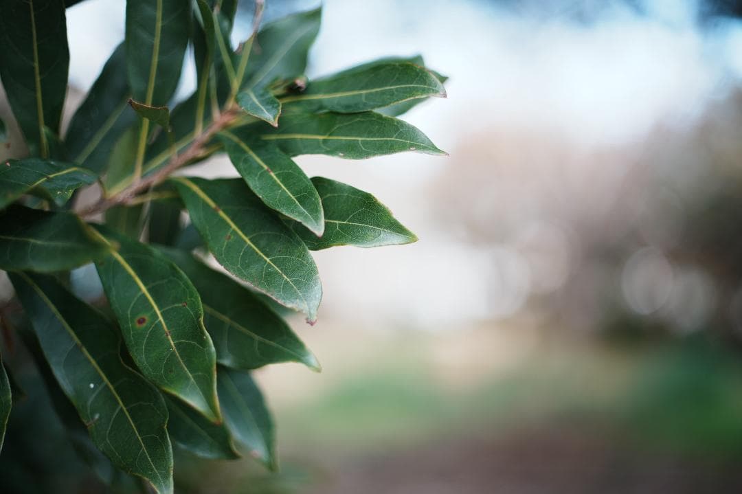 【この値段でライカ級】富岡光学製 XR RIKENON 50mm F2 760