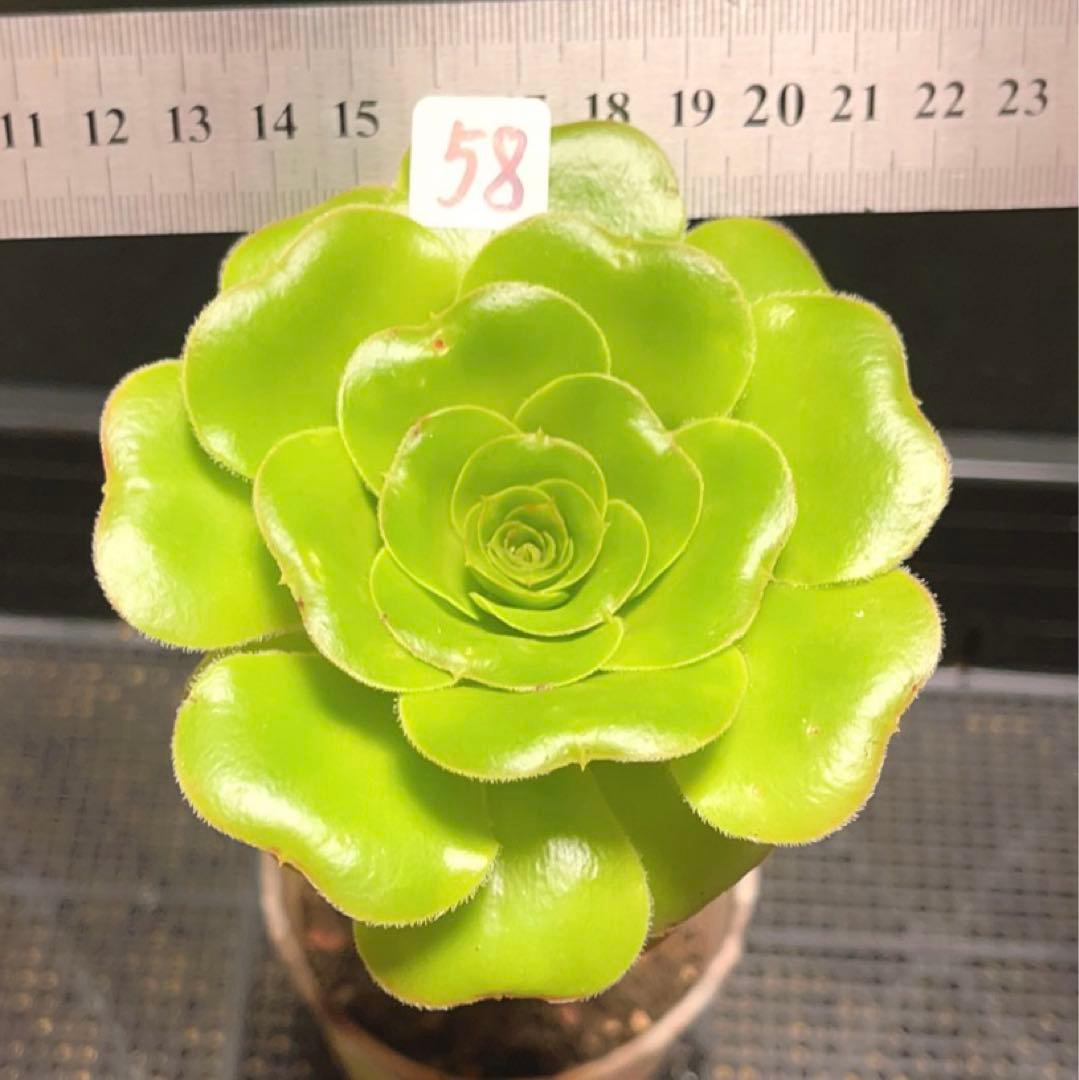 58 #多肉植物アエオニウム❤️  緑のバラ ❤️1大頭9cm拔き苗