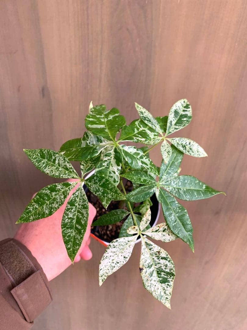 パキラ・ミルキーウェイ　実生枝分かれ　no6 国内実生