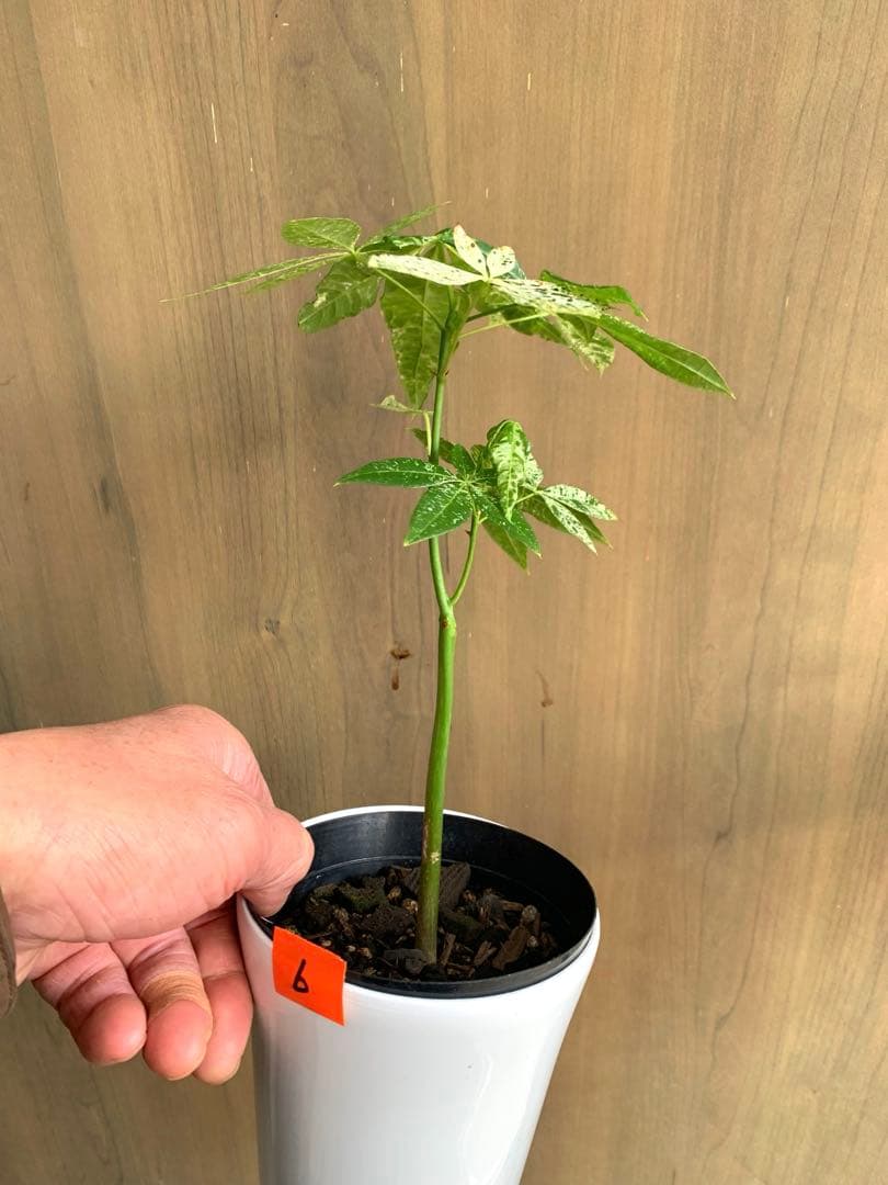 パキラ・ミルキーウェイ　実生枝分かれ　no6 国内実生