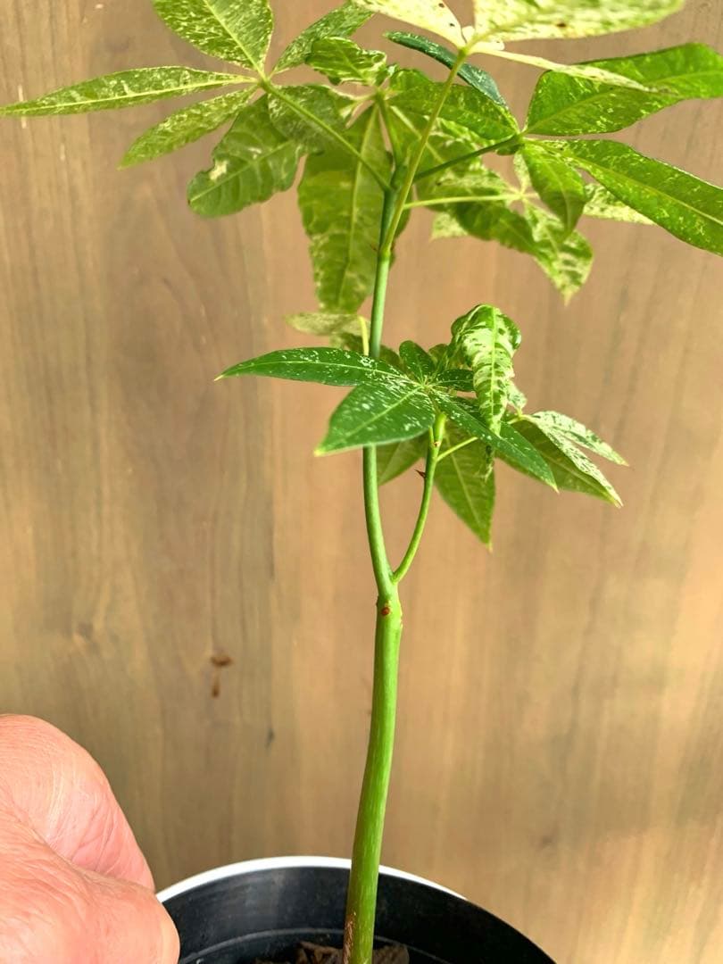 パキラ・ミルキーウェイ　実生枝分かれ　no6 国内実生