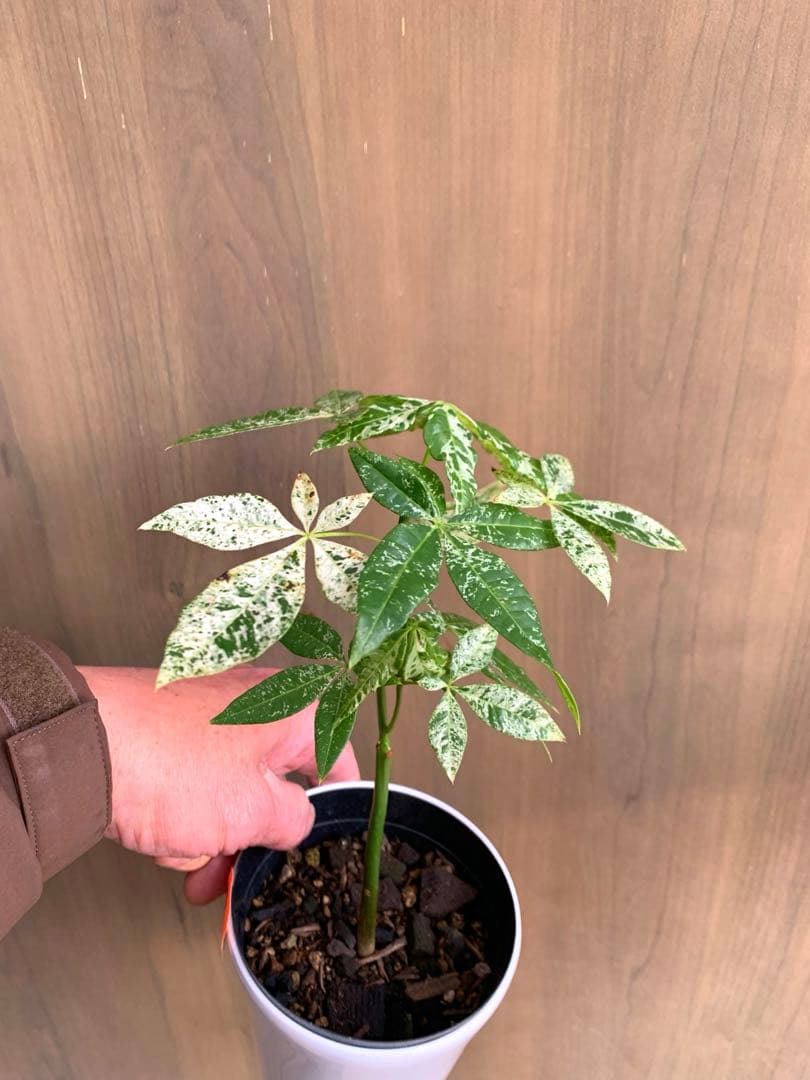 パキラ・ミルキーウェイ　実生枝分かれ　no6 国内実生