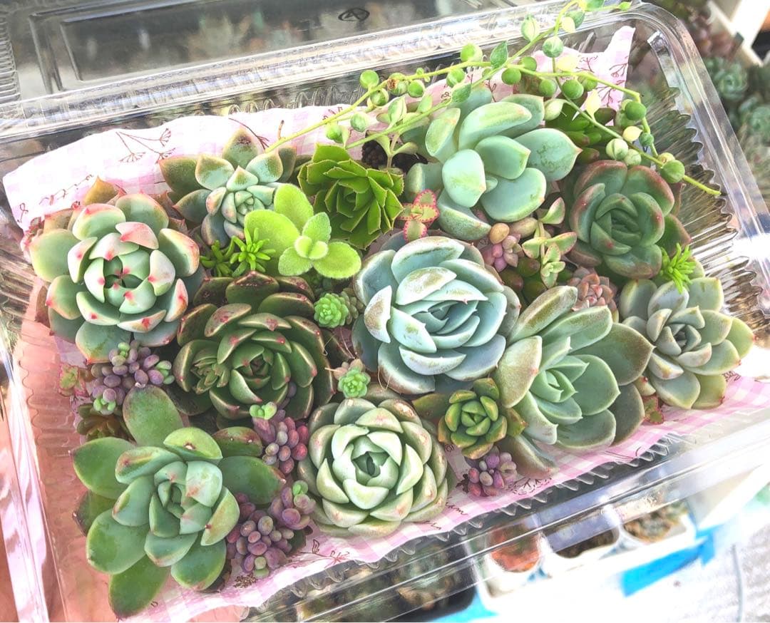 多肉植物カット苗☆寄せ植え