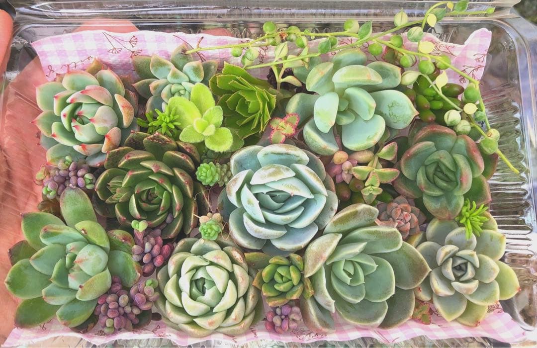 多肉植物カット苗☆寄せ植え