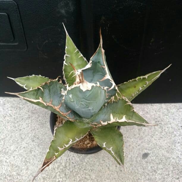 Style_of_chikaraアガベ　チタノタ　シエラミクティカ　送料込