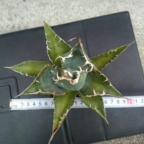 Style_of_chikaraアガベ　チタノタ　シエラミクティカ　送料込