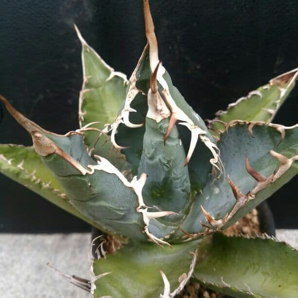 Style_of_chikaraアガベ　チタノタ　シエラミクティカ　送料込