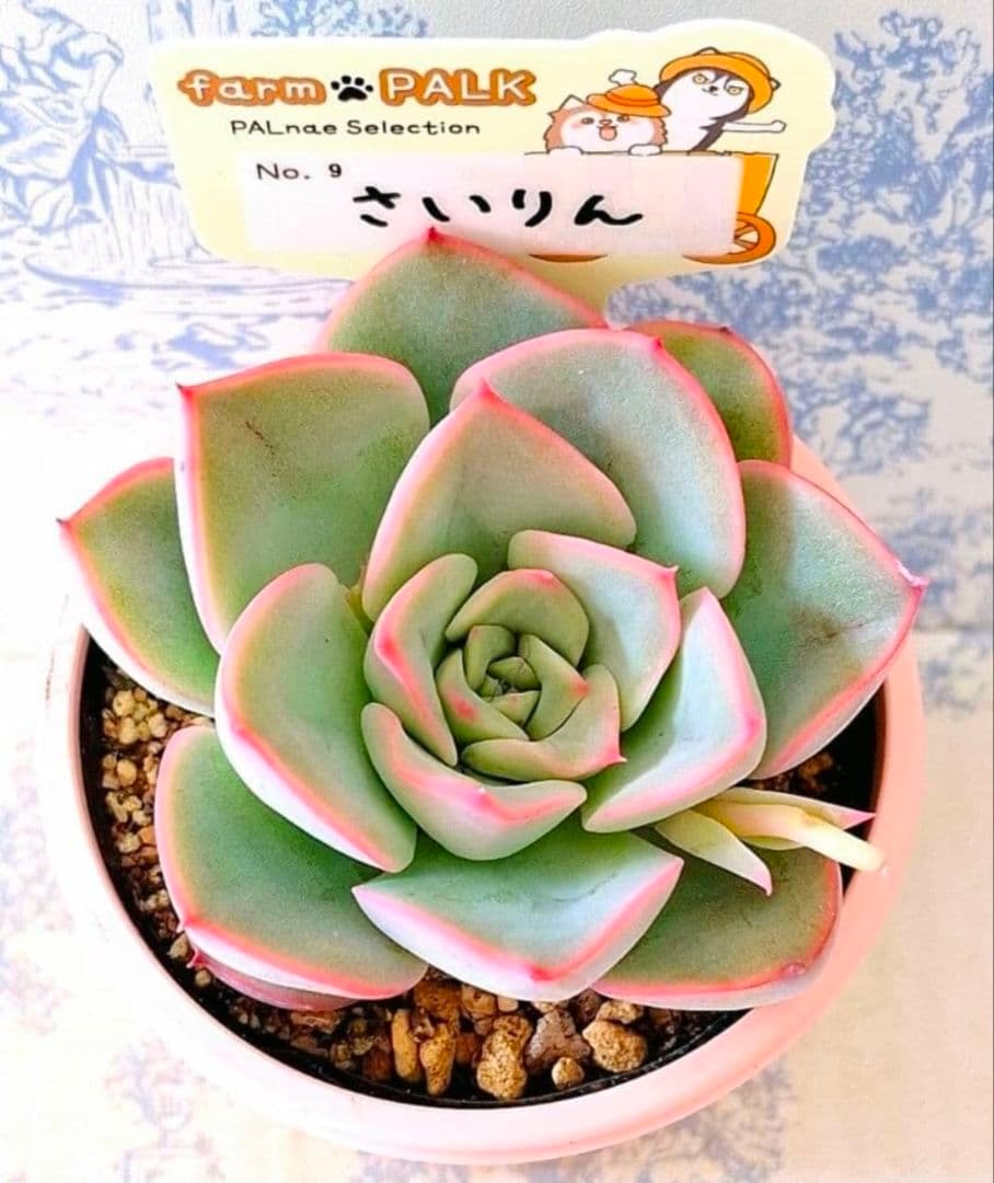 さいりん札付きポットごとメルカリ便ファームパルクさん苗