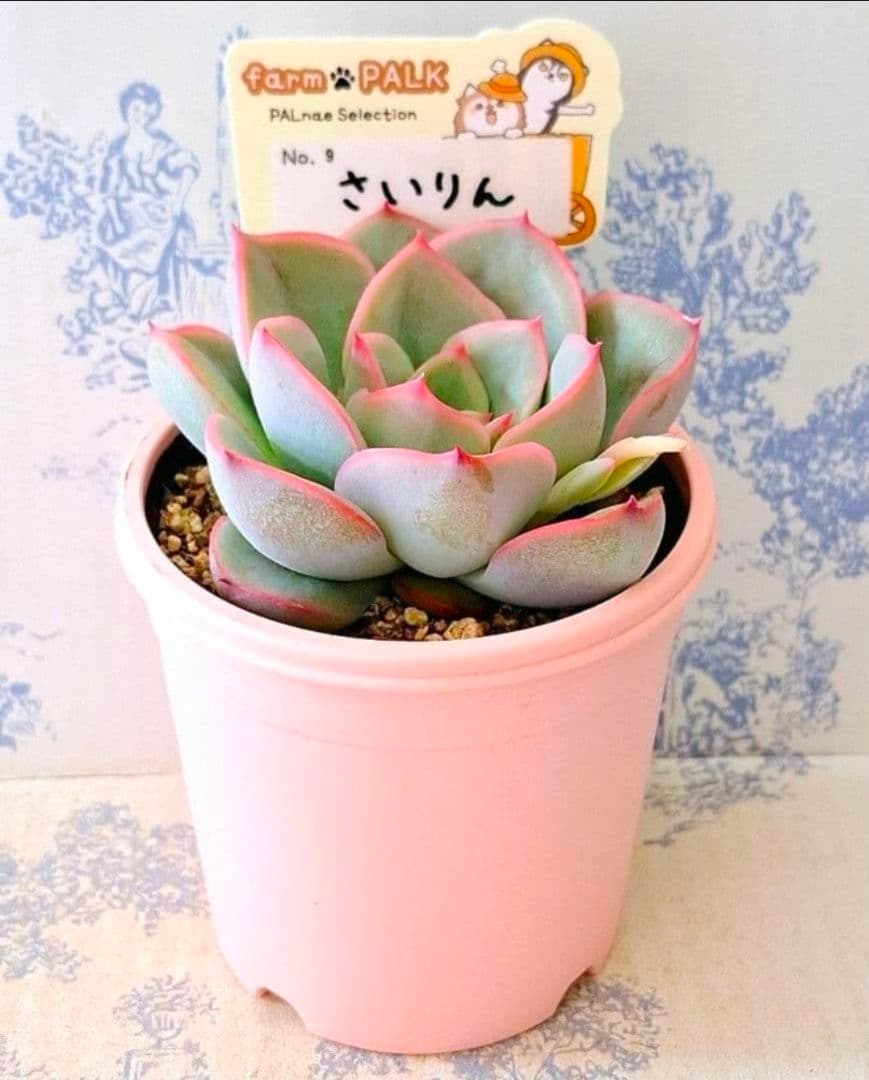 さいりん札付きポットごとメルカリ便ファームパルクさん苗