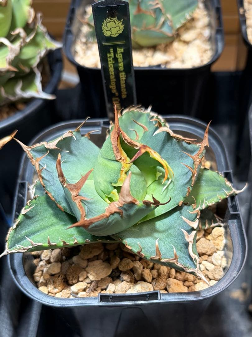 ④【特選】アガベチタノタ 白犀牛 トリケラトプス 連鎖鋸歯 タグ付き