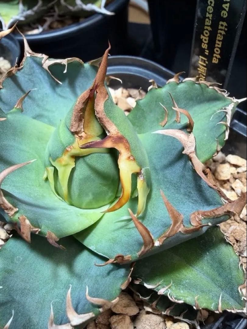 ④【特選】アガベチタノタ 白犀牛 トリケラトプス 連鎖鋸歯 タグ付き