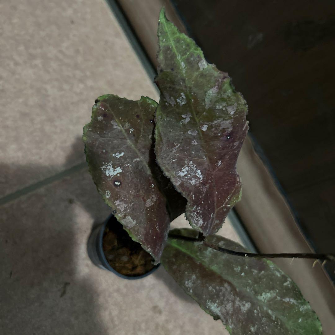 その他観葉植物 HOYA undulata red