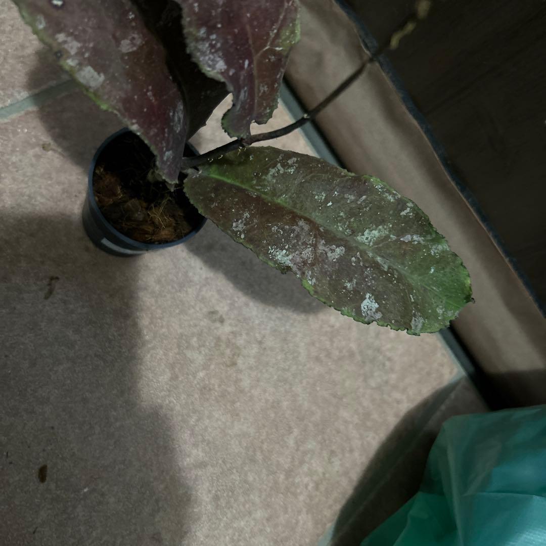 その他観葉植物 HOYA undulata red