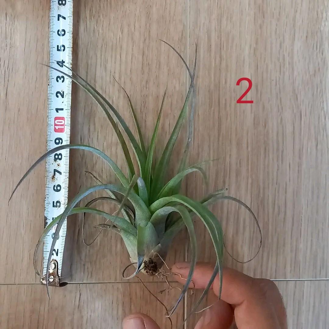 frogfoot.0035様 確認用