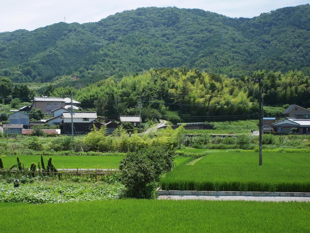 レンズ(単焦点) OLYMPUS E.ZUIKO AUTO-W 25mm F4
