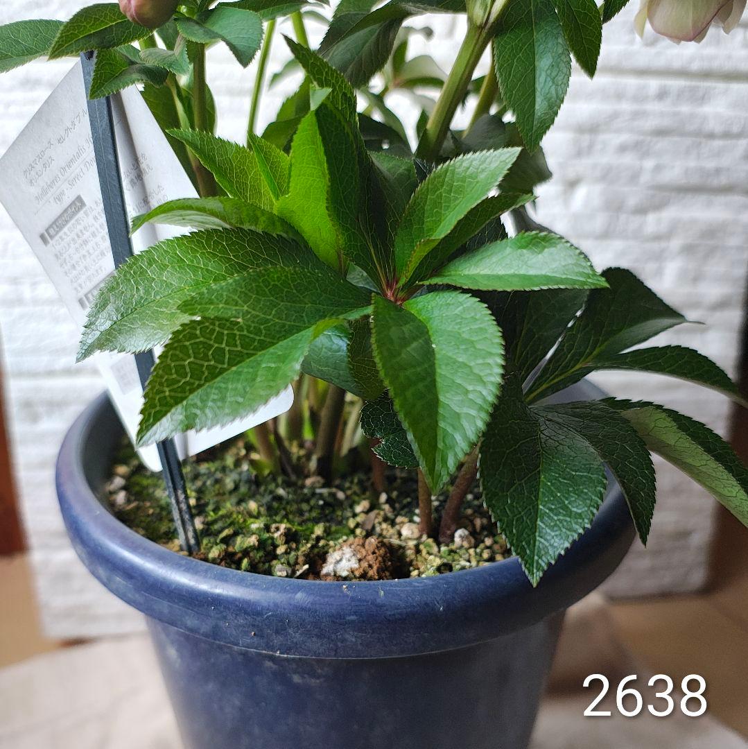 2638大株7号ウィンターシンフォニー ダフル クリスマスローズ開花株