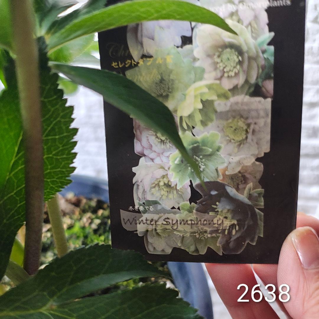 2638大株7号ウィンターシンフォニー ダフル クリスマスローズ開花株