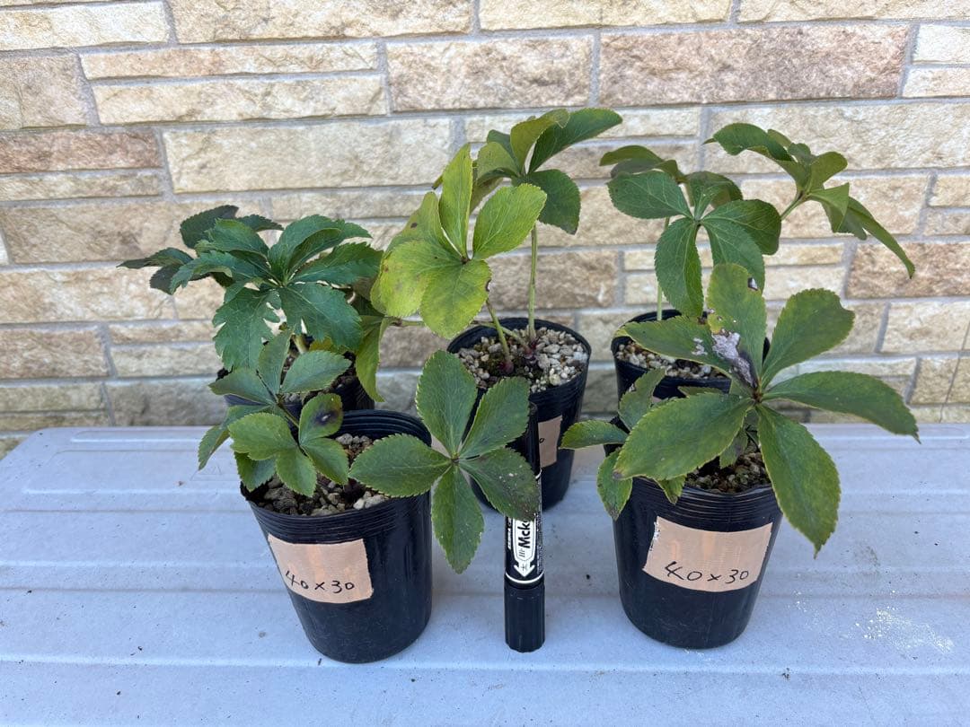 千重咲（メビウス）ホワイトピコティ×3Dメビウス★クリスマスローズ二年生苗