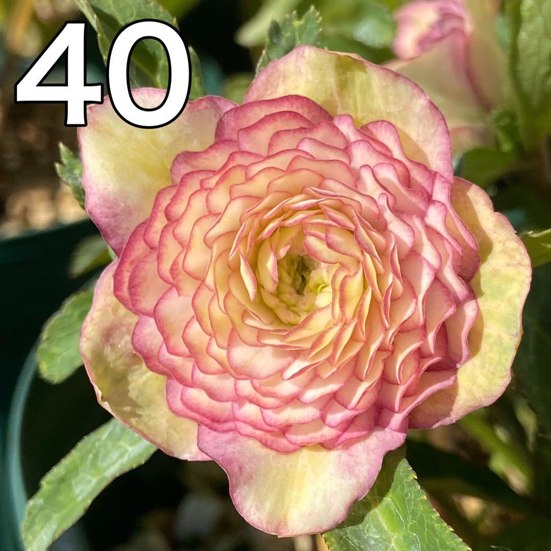 千重咲（メビウス）ホワイトピコティ×3Dメビウス★クリスマスローズ二年生苗