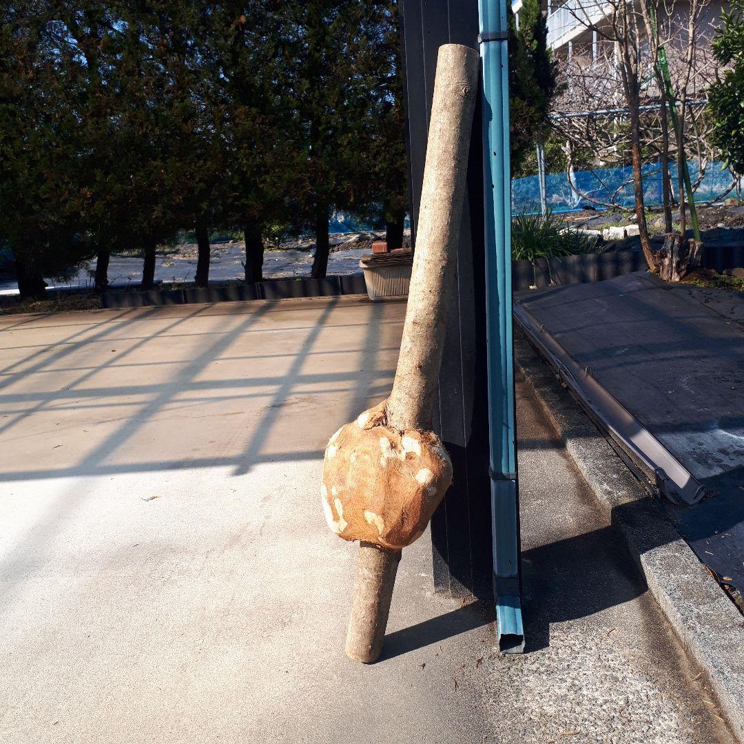 ▼値下げ　朴の木　瘤　コブ