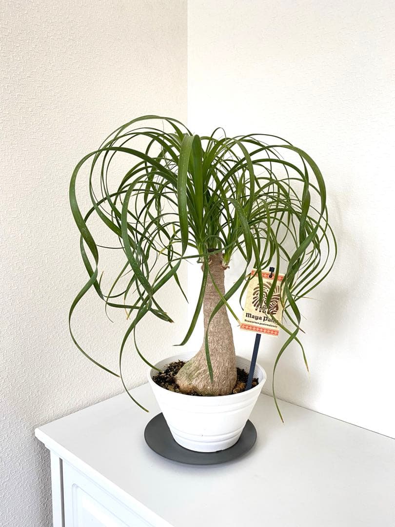 トックリラン　ポニーテール　マヤパーム